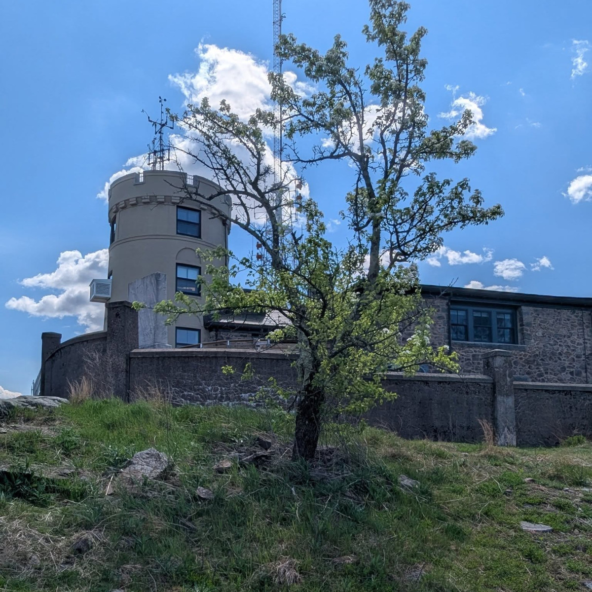 Pear tree blossoms near Blue Hill Observatory in spring 2026