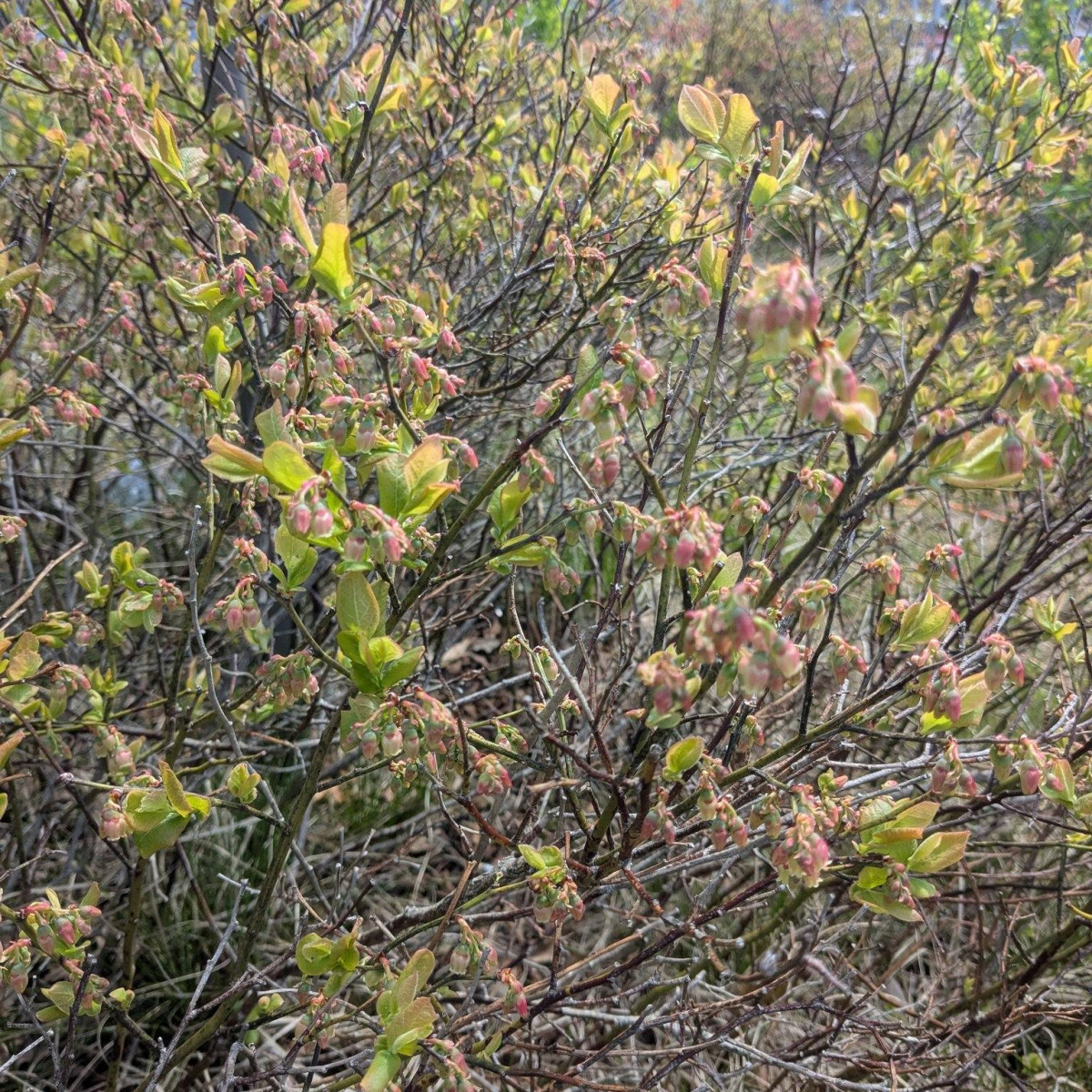 Blue Hill Observatory tower with spring vegetation, May 2026