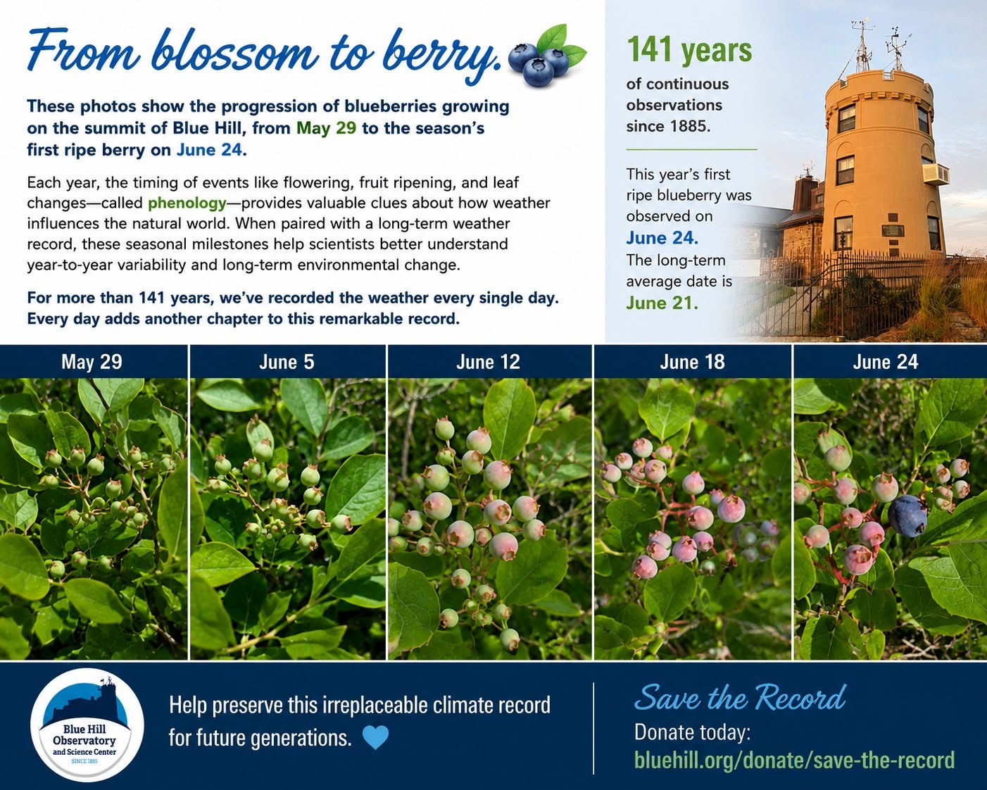 From blossom to berry: photo progression of blueberries growing on the summit of Blue Hill from May 29 to the season's first ripe berry on June 24, with 141 years of continuous observations since 1885 and this year's first ripe blueberry observed June 24 versus the long-term average of June 21