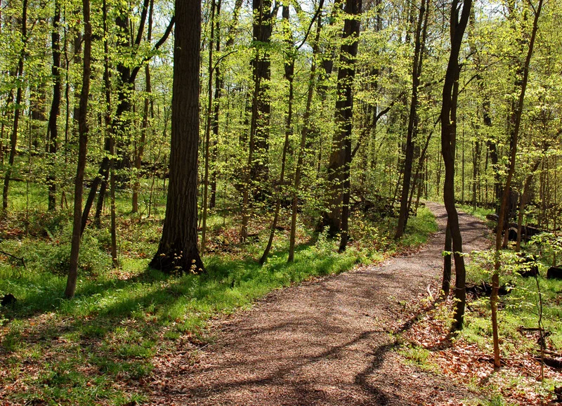 Forest hiking trail